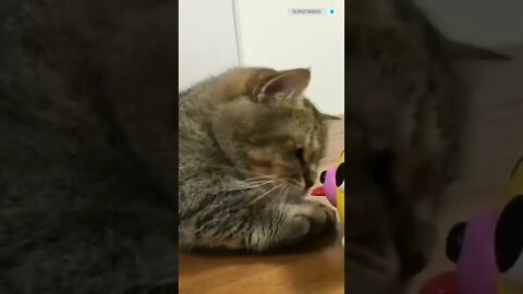 cute cat videos 😹 funny videos 😂🧡