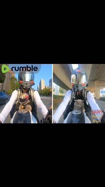 Funny and Cute Cat | Biker Kitty Goes On a Motorbike