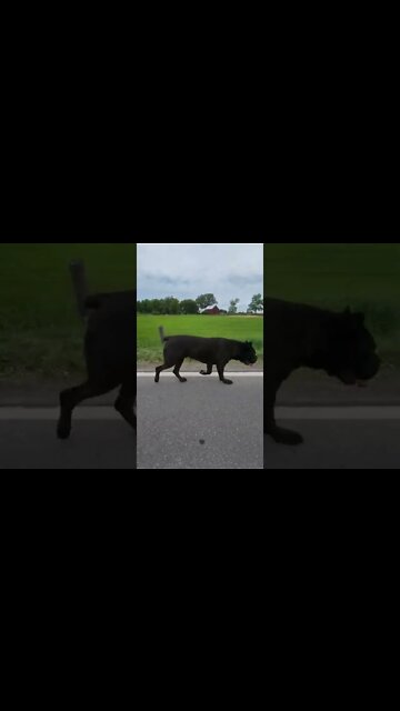 Cane Corso PERFECT Heel #shorts