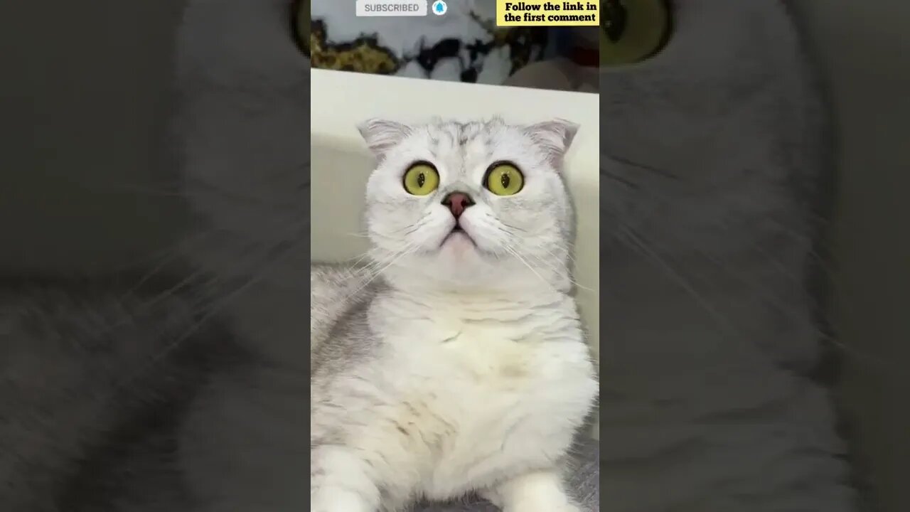 cute cat videos 😹 funny videos 😂 828 😻 #shorts #shortsfunny #cutecat #catvideos #catscare #cats