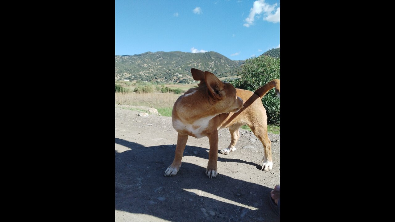 That's One Goofy Dog | Funniest Pets Of The Week