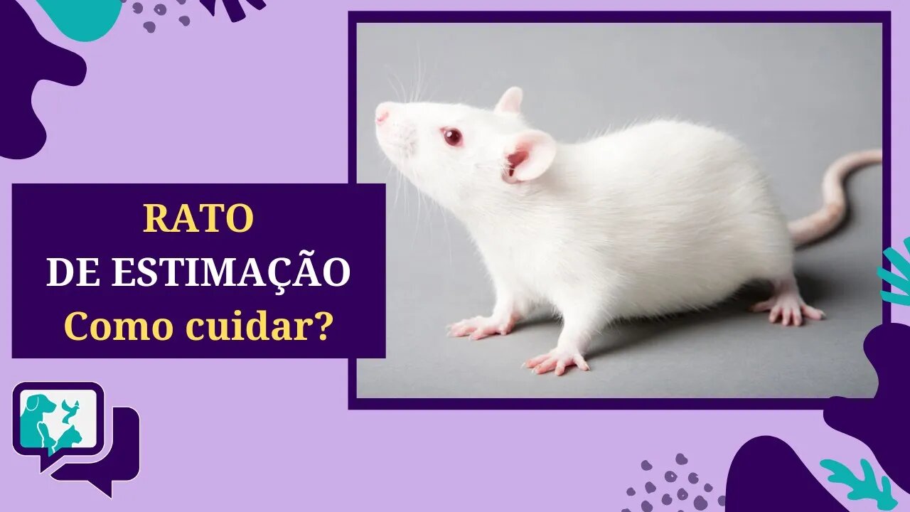 Como Cuidar de um RATO DE ESTIMAÇÃO: Tudo que VOCÊ PRECISA SABER