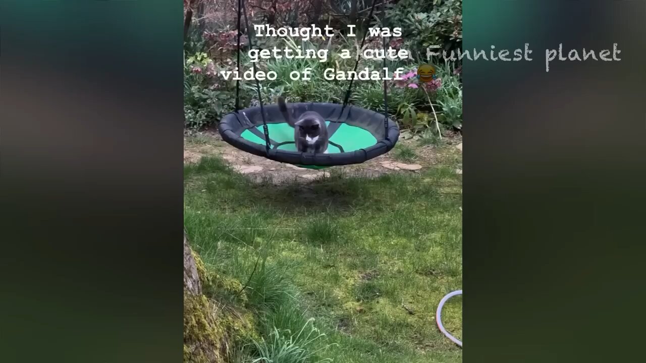 Funny video animal