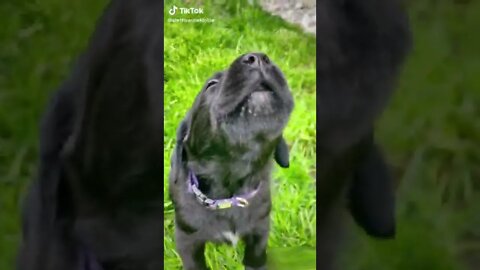 Dogs video Cute and funny dogs Beautiful puppies #49