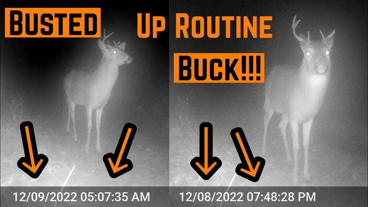 CAUGHT A Busted Up BUCK On Daily ROUTINE!!!