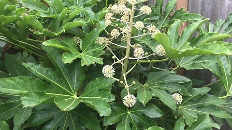 Fatsia japonica blooms are a good fall food for bees and hum