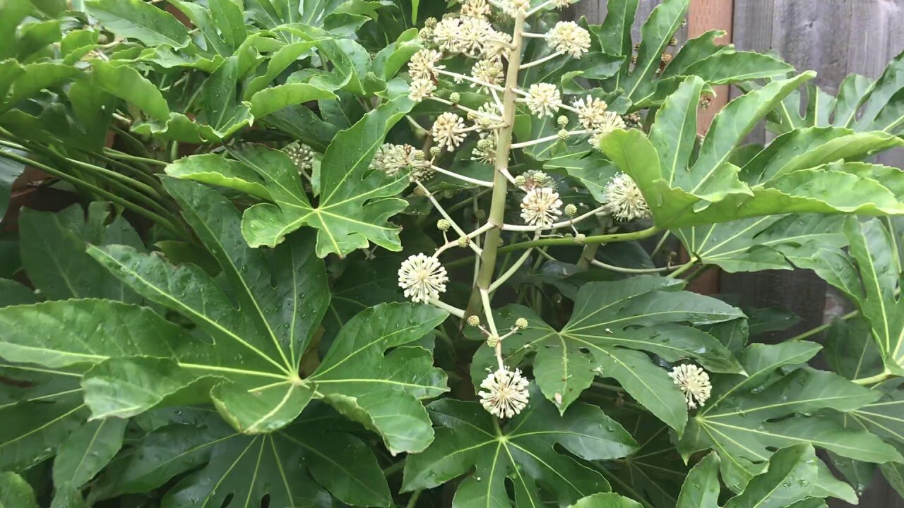 Fatsia japonica blooms are a good fall food for bees and hum