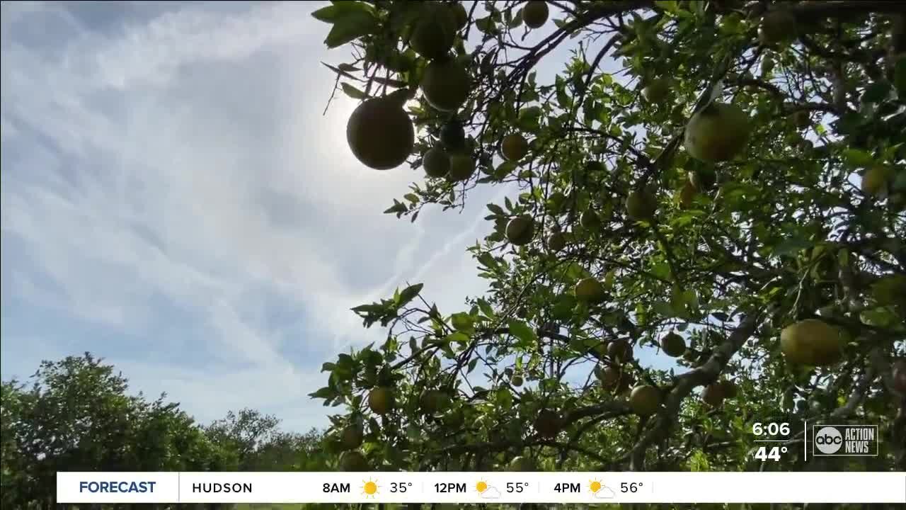 After troubling new forecast, Florida citrus advocate says industry is "at a crossroads"