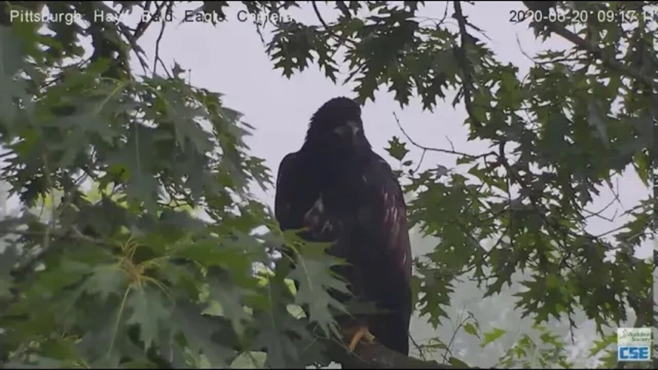 Hays Eagles H12 nice fly in to branch 2020 06 20 913am