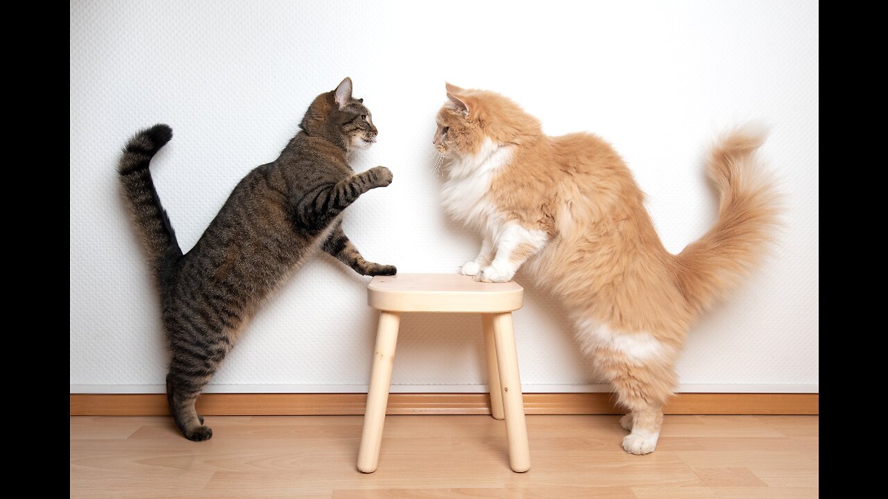 Cat Fight Compilation #beutifulcat #funnydogcat