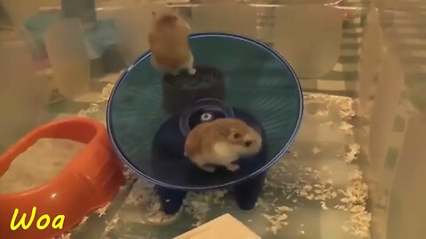 Hamster Flipping on Magic Wheels Funny Animal Compilation