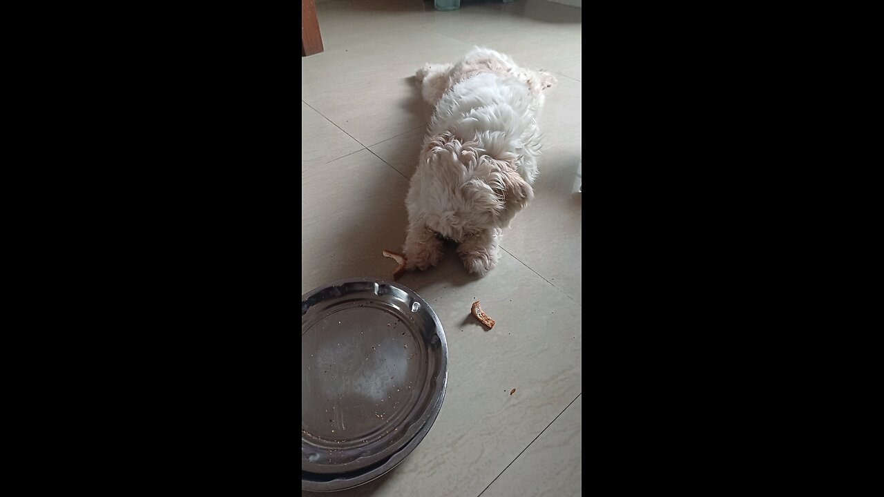 shih tzu eating bread