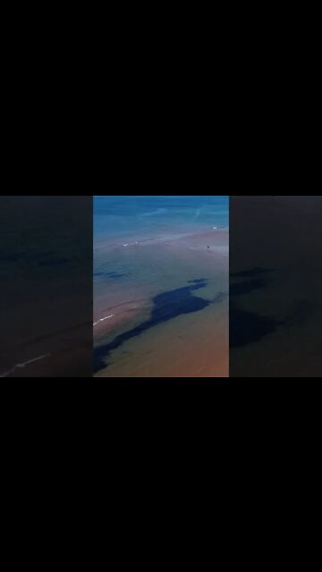 Seaweed Collects between sandbars