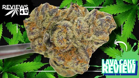 LAVA CAKE STRAIN REVIEW | REVIEWS 4 U - BUD LAFLEUR