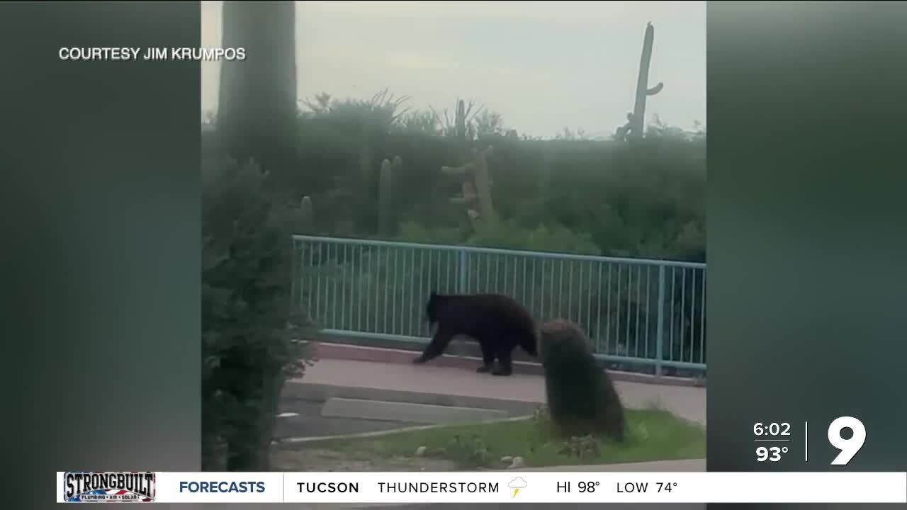 Oro Valley bear sightings: What residents need to know