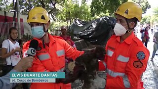 Bombeiros realizam operação conjunta para resgatar preguiça em Teófilo Otoni