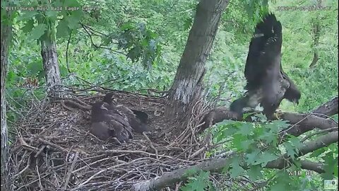 Hays Bald Eagles Dad encounters A Mad Dash and a Whoops 2022 05 23 1548