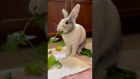 Cilantro Time 🌿 Bunny ASMR