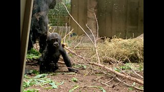 Cleveland Zoo hosting electronic recycling event to have save gorillas