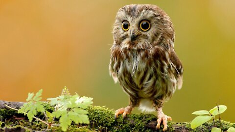 so cute owl ❤️❤️❤️