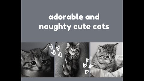 adorable and naughty cute cats