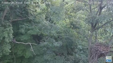 Hays Eagles H12 flys in to perch on the woods limb 2020 07 09 821pm