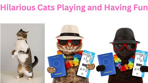 Hilarious Cats Playing and Having Fun
