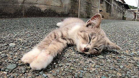 Little kitten as always sleeps on the street