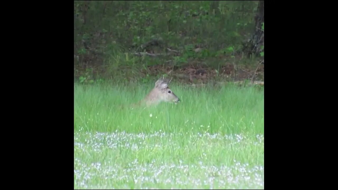 Deer in the Field