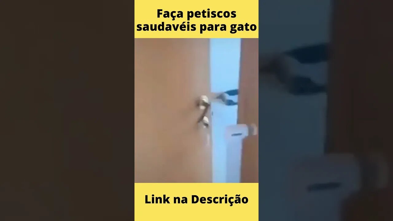 Não Quero visitas - gatos engraçados #1 #shorts