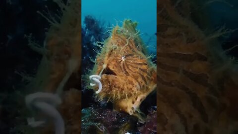 Striated Frogfish found in Bali!