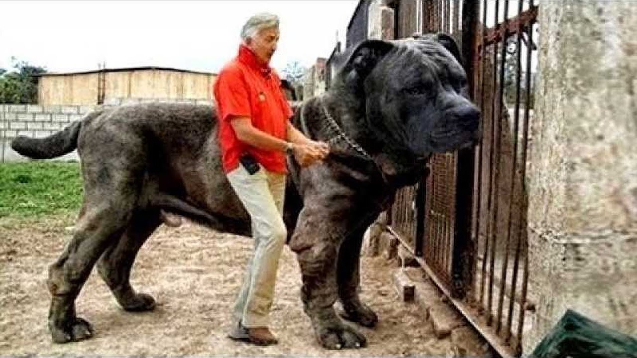 Top 10 most largest dogs in the world