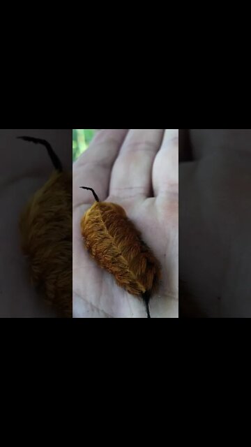 Today’s caterpillars. 3 new species