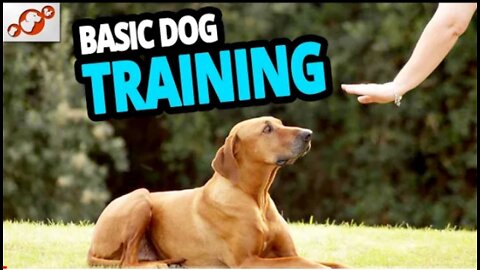 Basic Dog Training TOP 10 Every Dog Should Know!