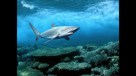 A shark that looks for fish and preys on them HDR