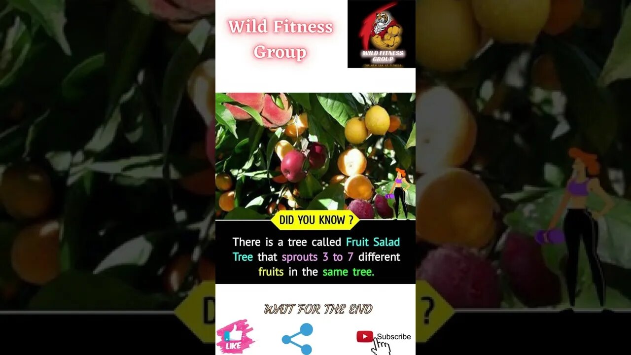 🔥Fruit Salad Tree🔥#shorts🔥#wildfitnessgroup🔥30 May 2022🔥