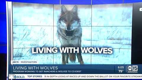 Protected Mexican gray wolves in Eastern Arizona impacting rancher livestock