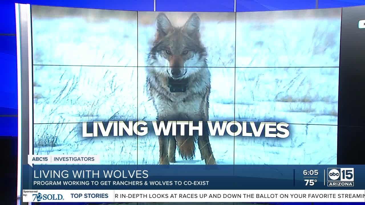 Protected Mexican gray wolves in Eastern Arizona impacting rancher livestock