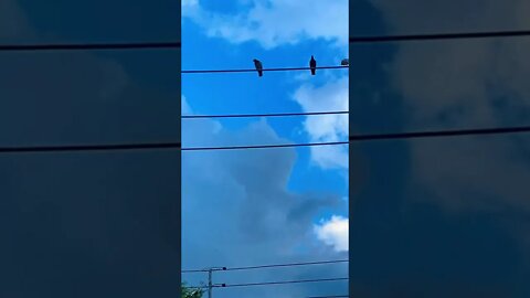THE MOB !!! #shorts #viral #ytshorts #youtubeshorts #birds