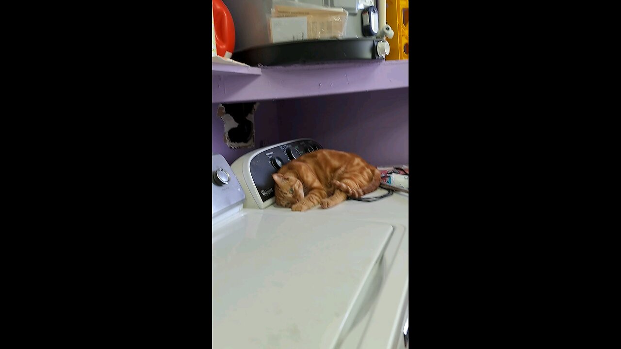 cat19