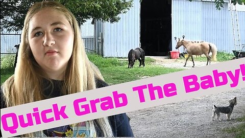 How Did Our Horses Break Free?
