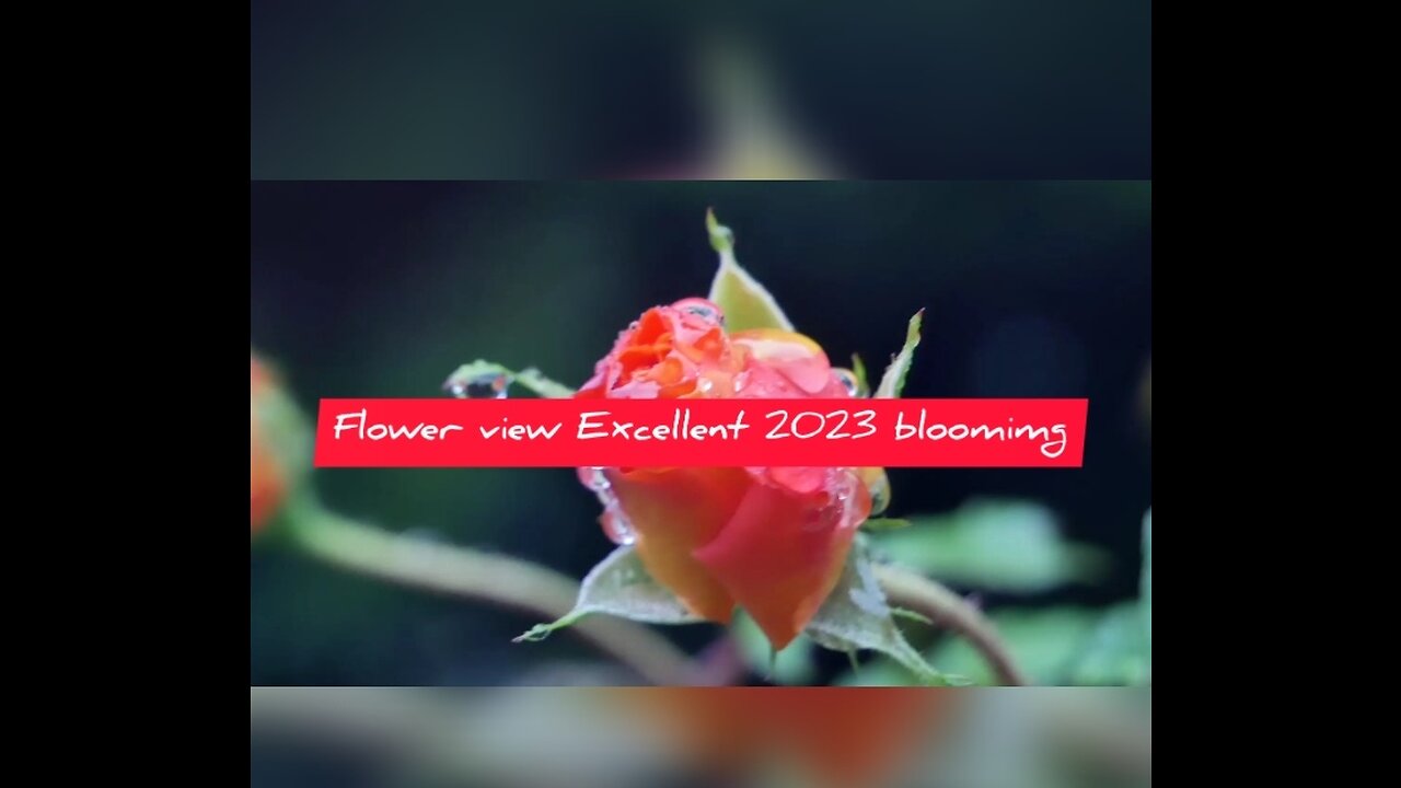 Flower 2023 blooming