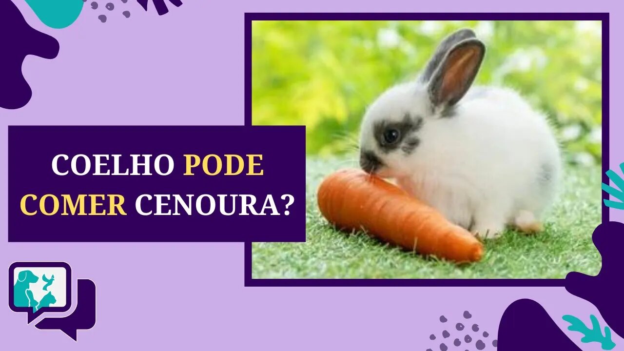 COELHO PODE COMER CENOURA?