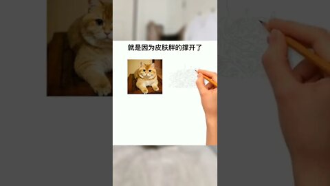 猫咪的毛一层一层的是怎么回事？#萌宠#猫#猫知识#猫咪#猫蒜瓣毛#科