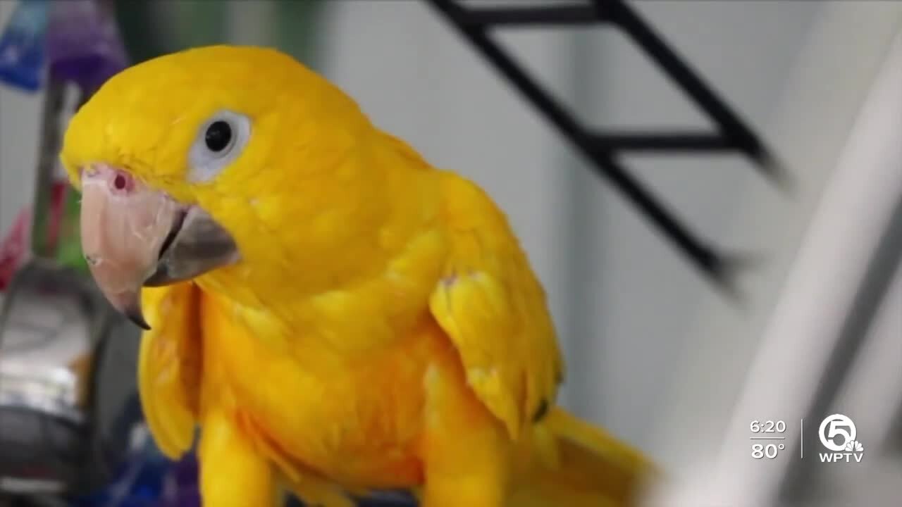 Dozens of exotic birds looking for loving homes at Palm Beach Parrot and Bird Rescue