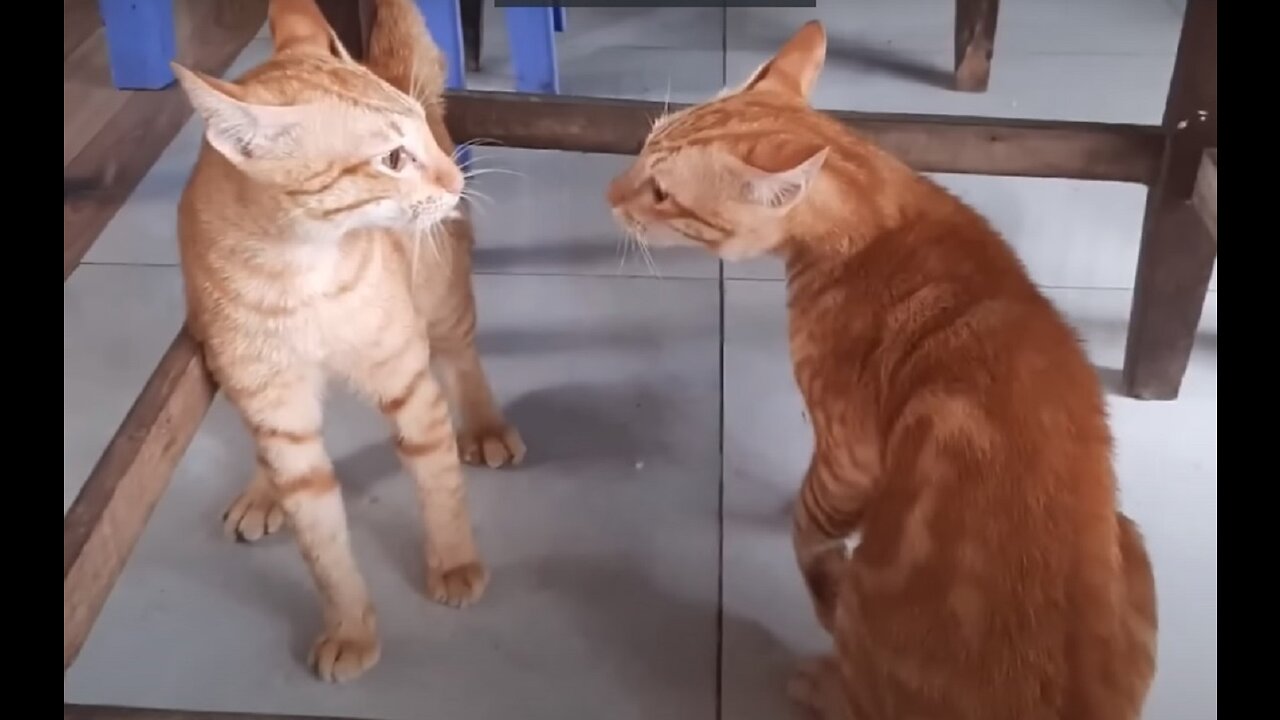 Cats Fighting and Meowing