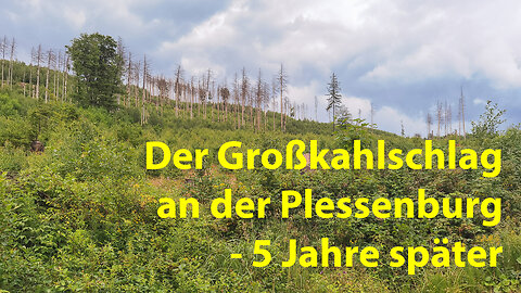 Der Großkahlschlag an der Plessenburg - 5 Jahre später