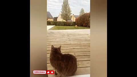 cute cat videos 😹 funny videos 😂1798