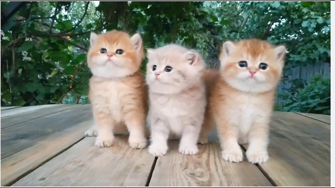 Three little Teddy kittens Cutest Baby British kittens