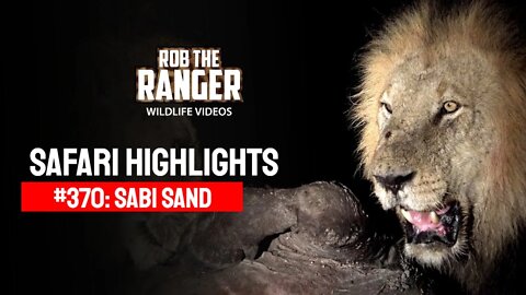 Safari Highlights #370: 09 - 12 October 2015 | Sabi Sand Nature Reserve | Latest Wildlife Sightings